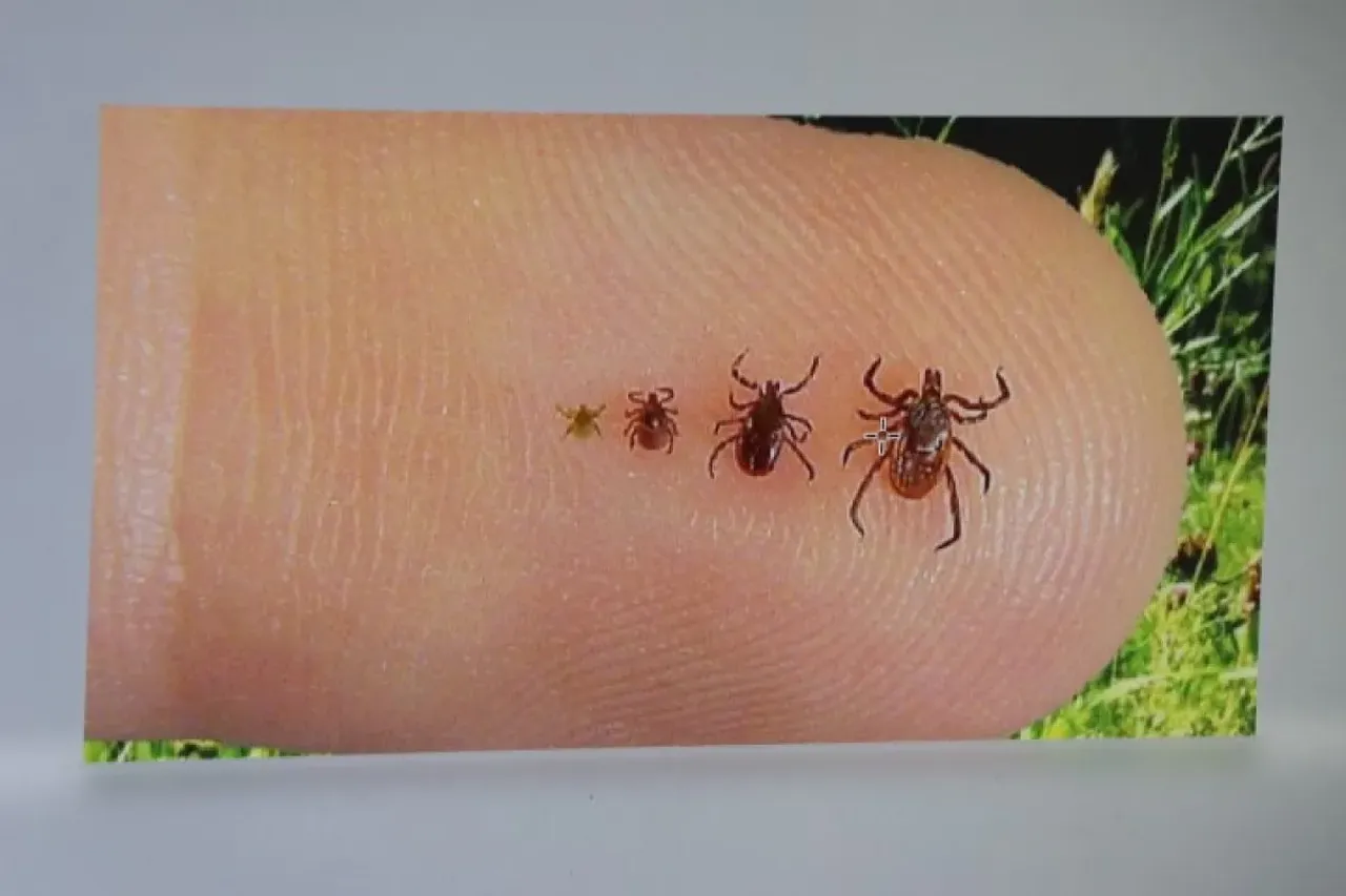 Kene kâbusu büyüyor! Uzmanlardan ürküten uyarı: 10 bin yumurta bırakabiliyor 