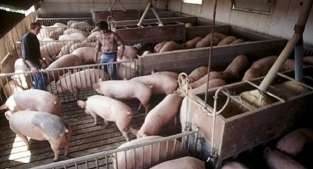 Komşuda 'Afrika domuz vebası' paniği! Yasak kararı aldılar