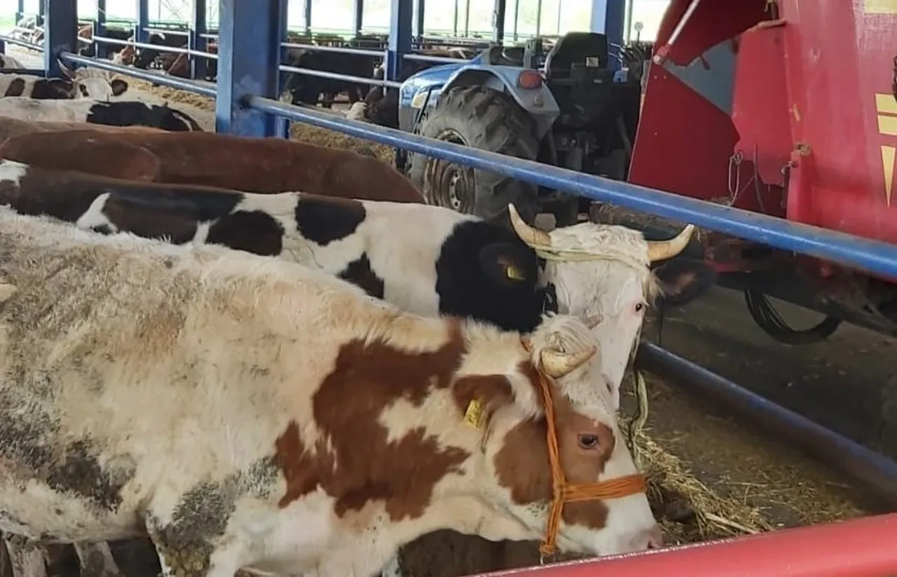 Manisa’da şap alarmı! 8 mahalle karantinaya alındı! Giriş çıkışlar yasaklandı