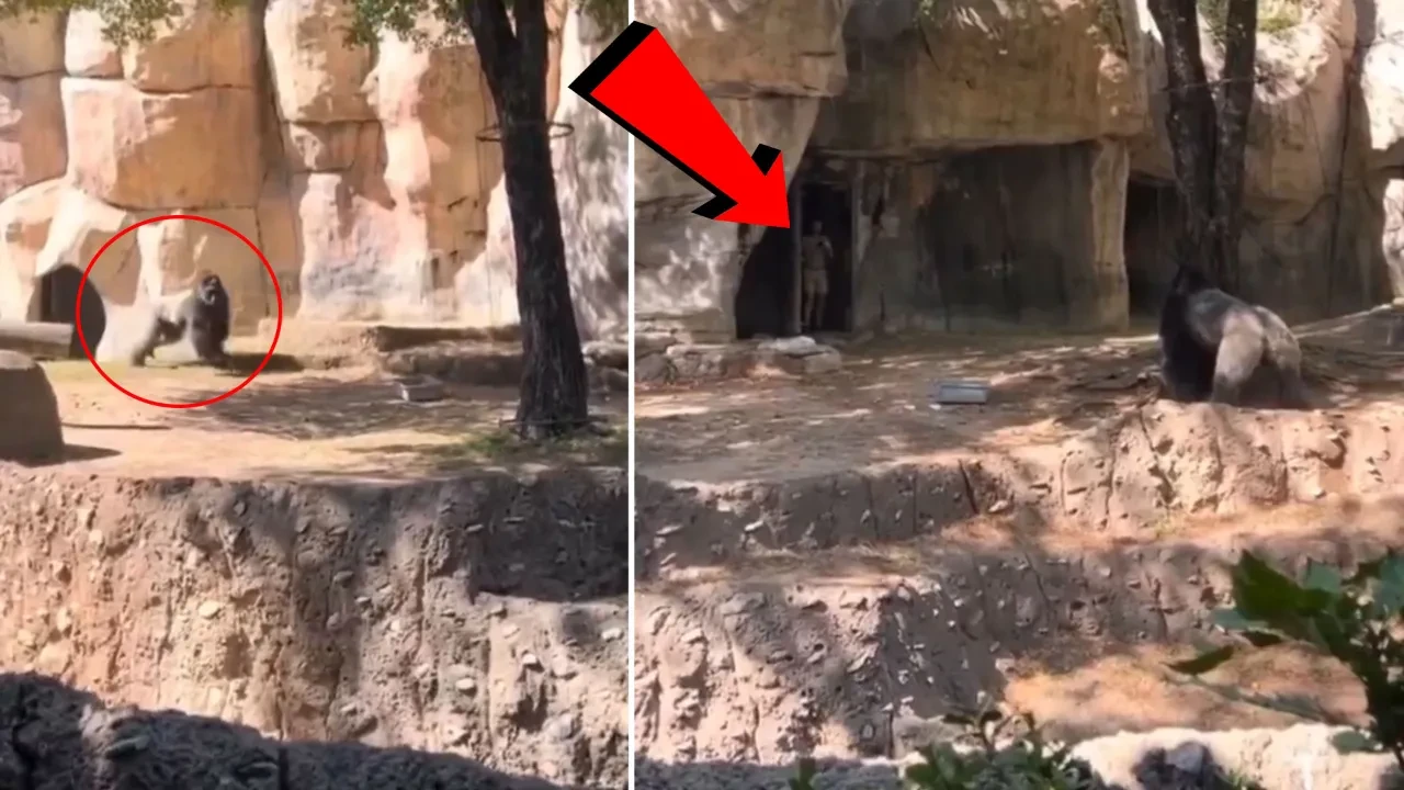 Temizlik sırasında özel bölmeden kaçtı! Erkek goril korku saçtı
