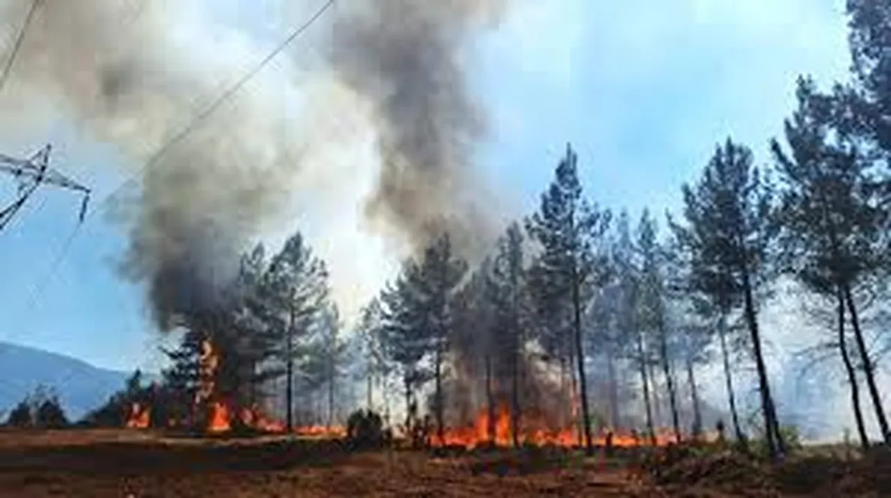 Türkiye genelinde 47 ilde ormanlara giriş yasaklandı