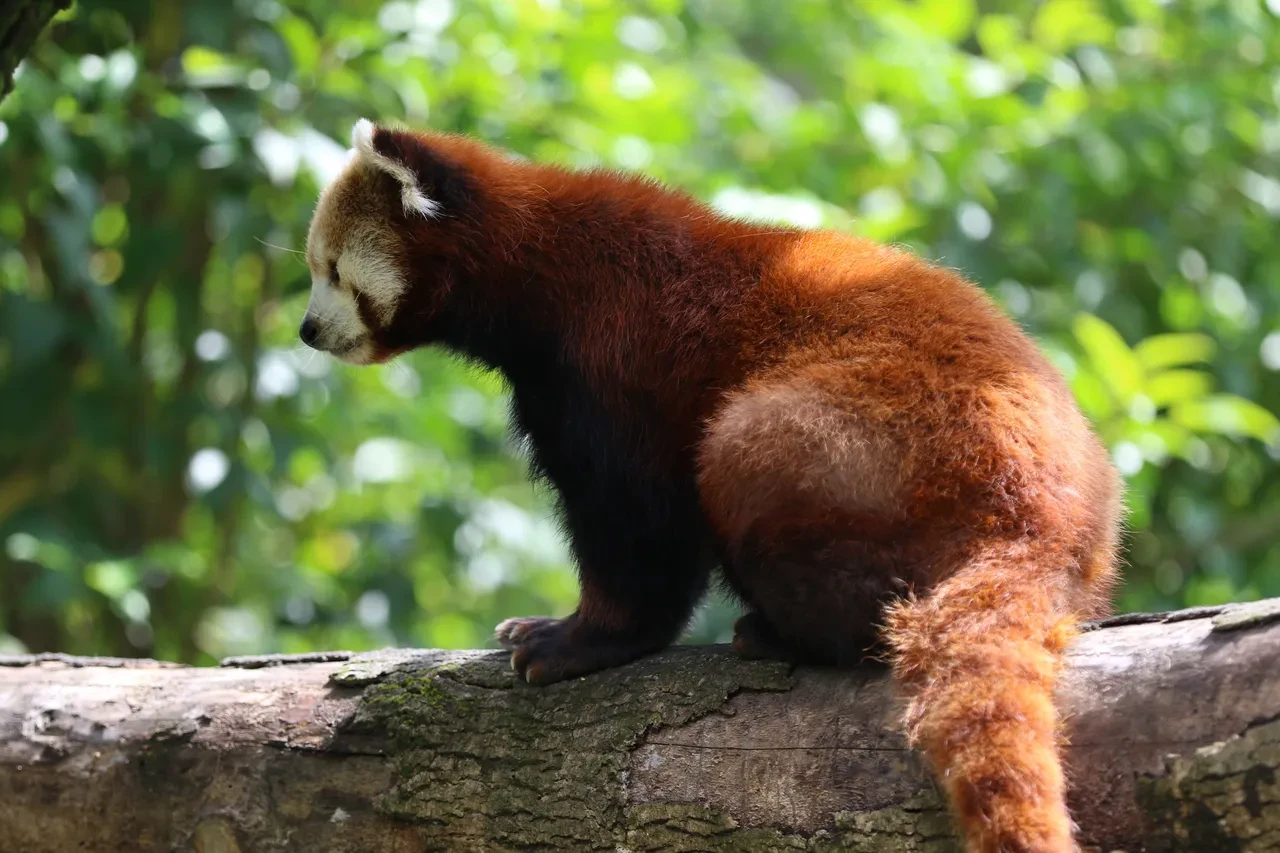 Dünyada sayılı bulunuyor: Türkiye’ye getirildiler, özel bakımla yaşıyorlar