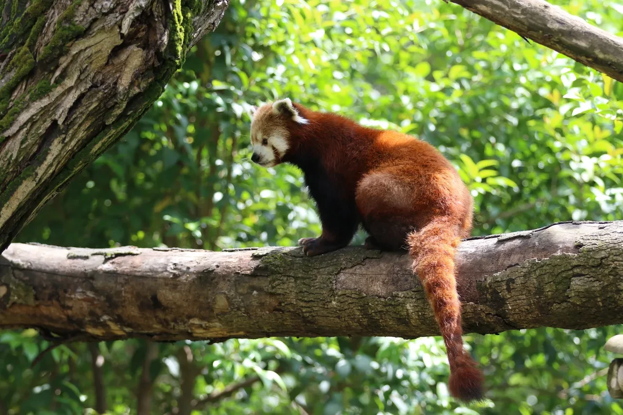 Dünyada sayılı bulunuyor: Türkiye’ye getirildiler, özel bakımla yaşıyorlar
