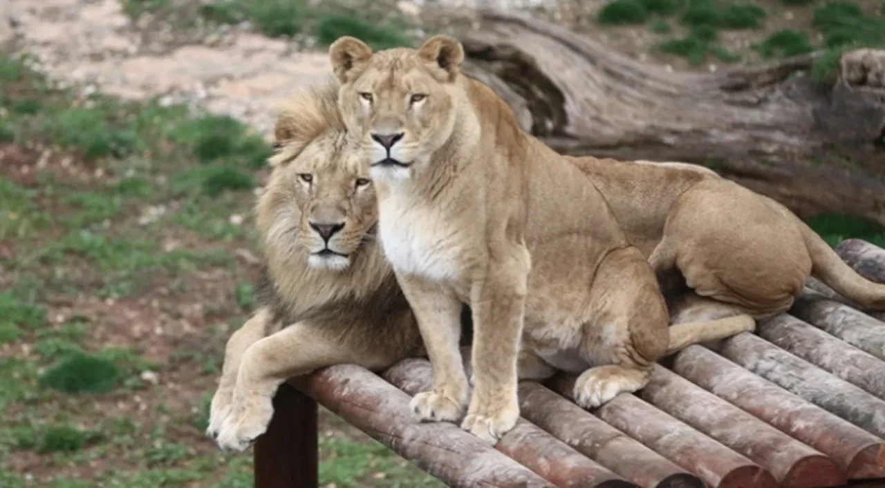 Cumhurbaşkanı Erdoğan'ın aslanlarının yavruları tanıtıldı