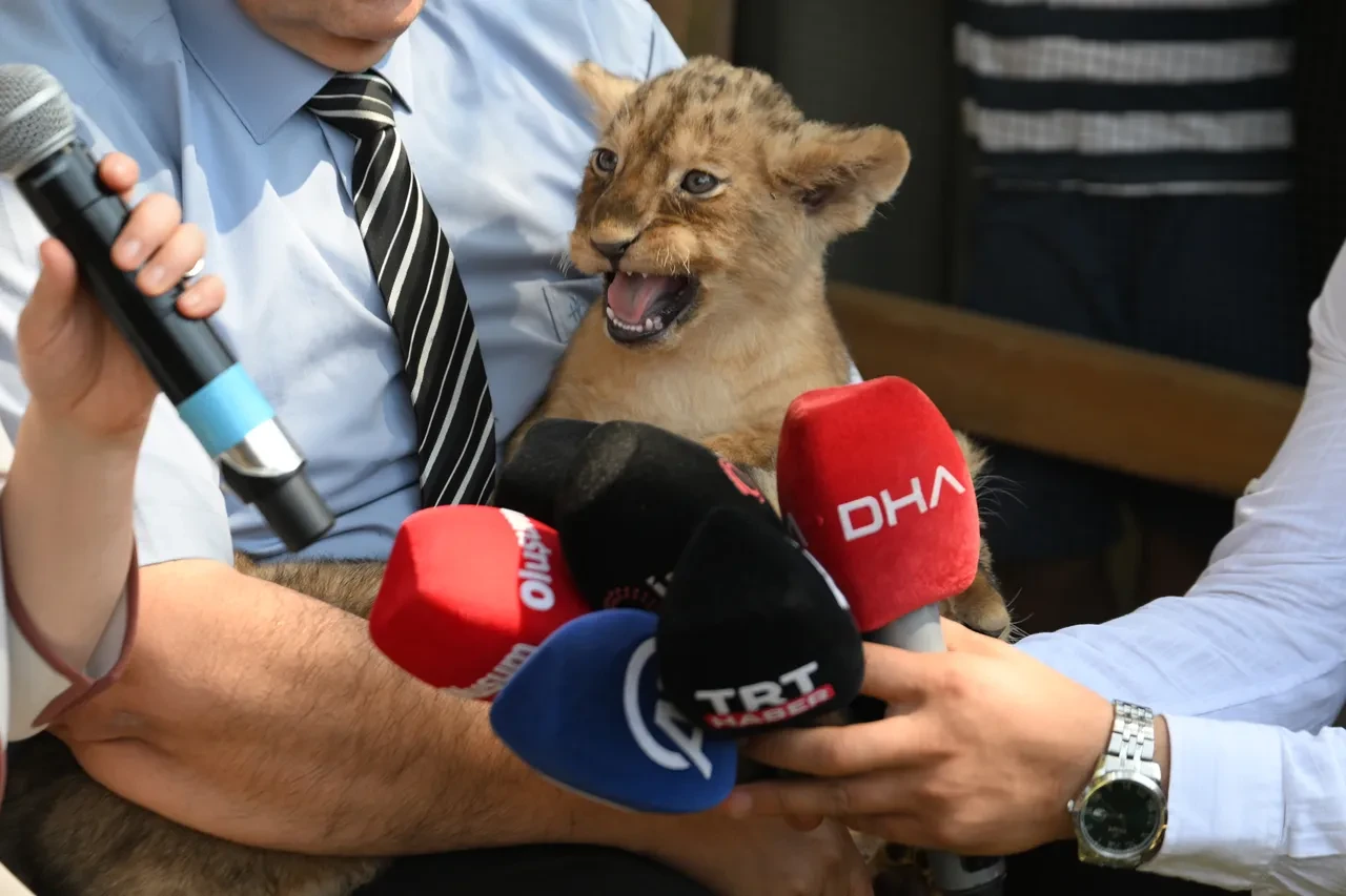 Cumhurbaşkanı Erdoğan'ın aslanlarının yavruları tanıtıldı