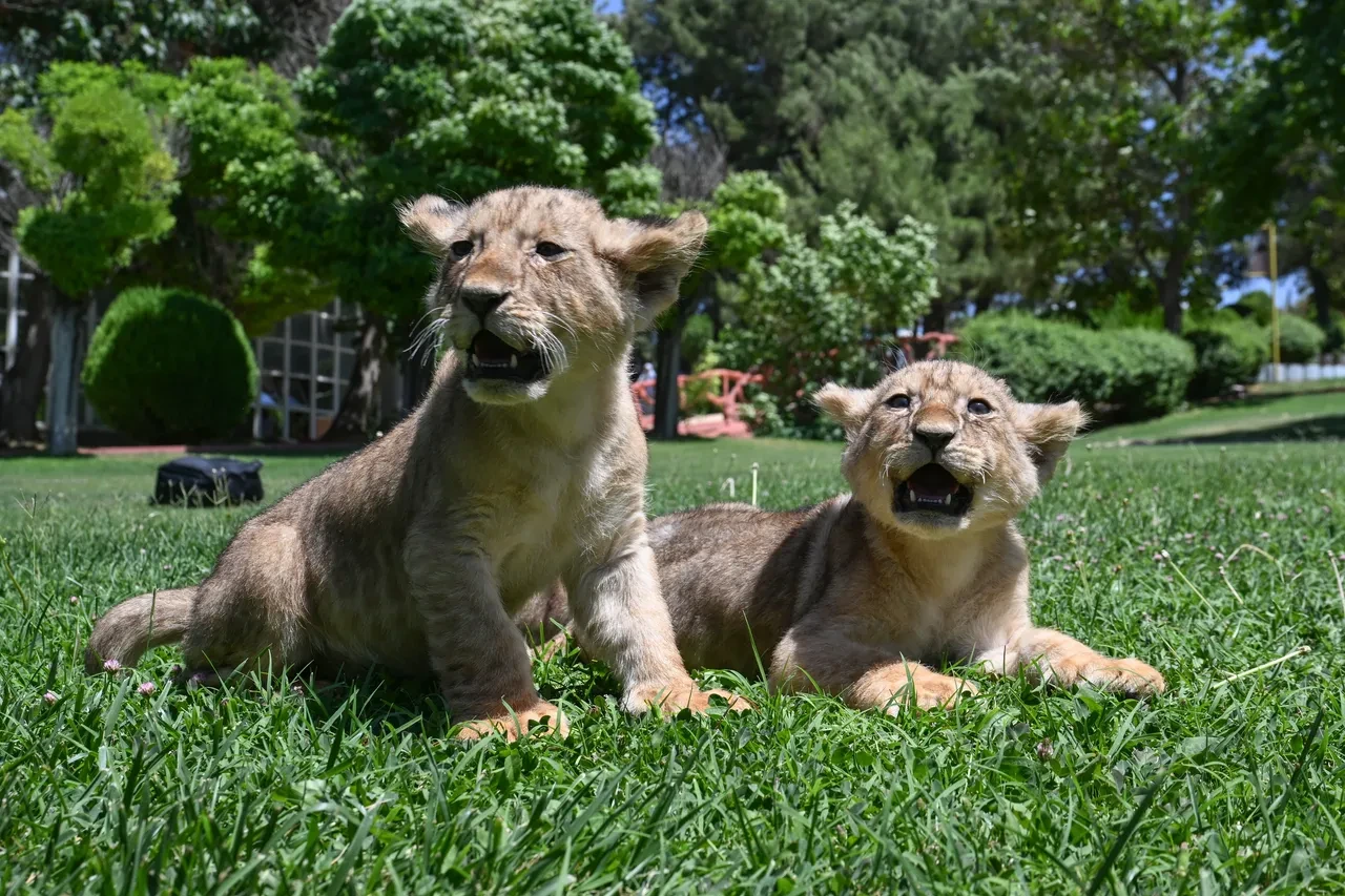 Cumhurbaşkanı Erdoğan'ın aslanlarının yavruları tanıtıldı