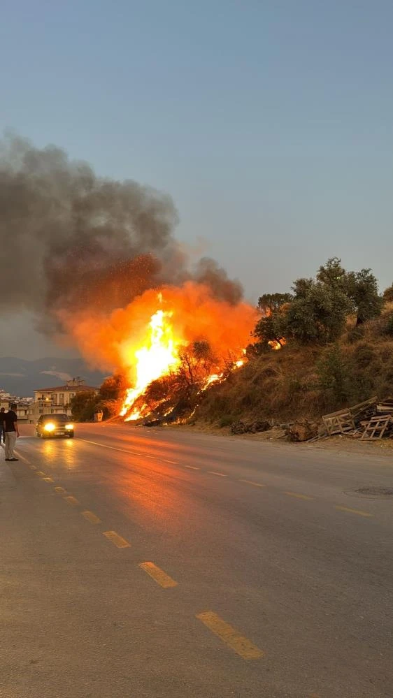 Muğla, Milas'ta düğün konvoyundan atılan meşale yangına neden oldu!