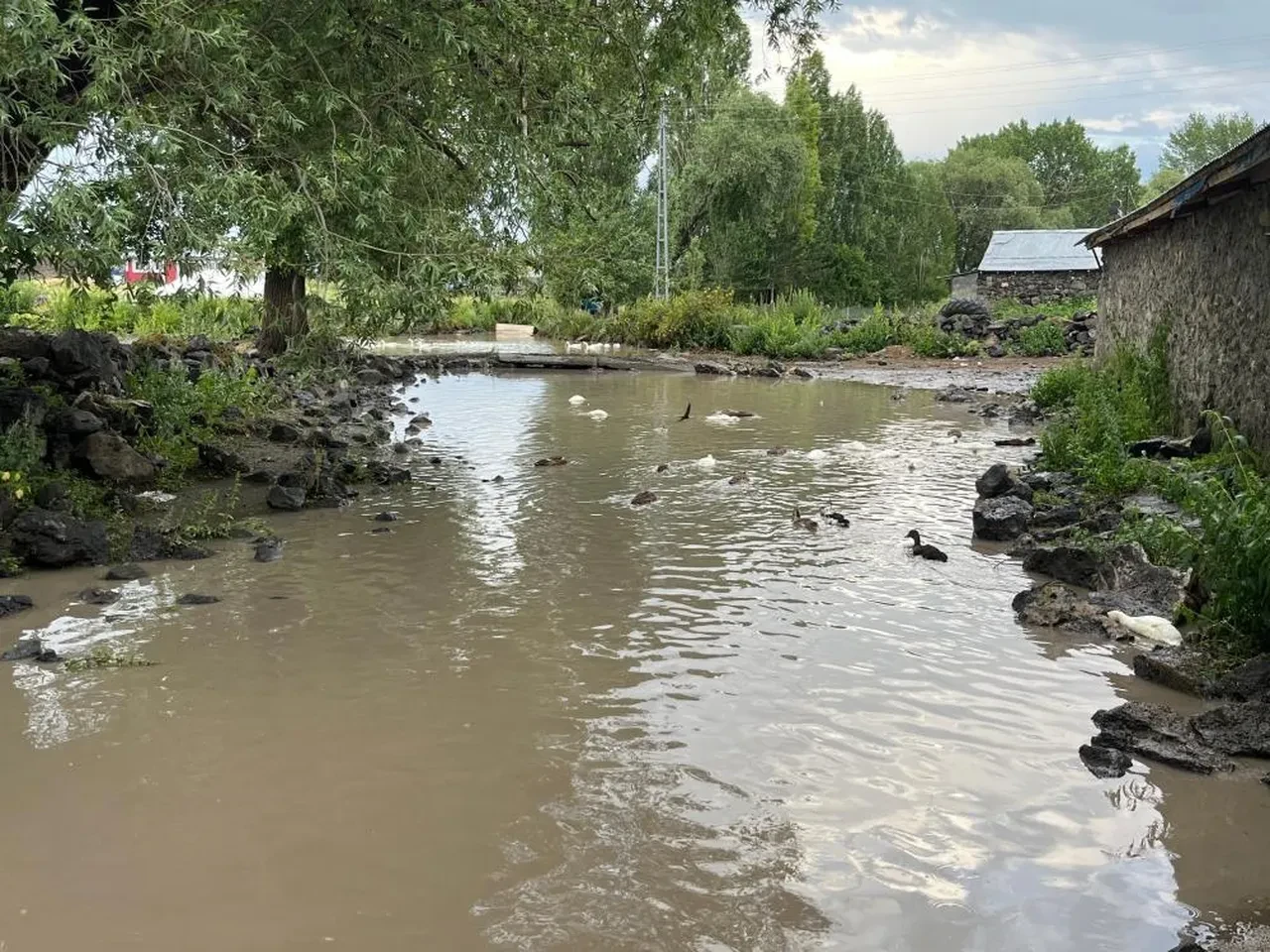 Kars'ta sağanak: Ahırlar ve tarım arazileri sular altında kaldı!