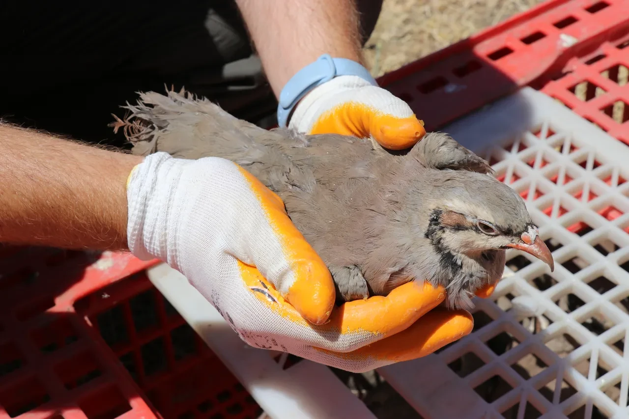 Kenenin baş düşmanı! Yüzlercesi doğaya bırakıldı