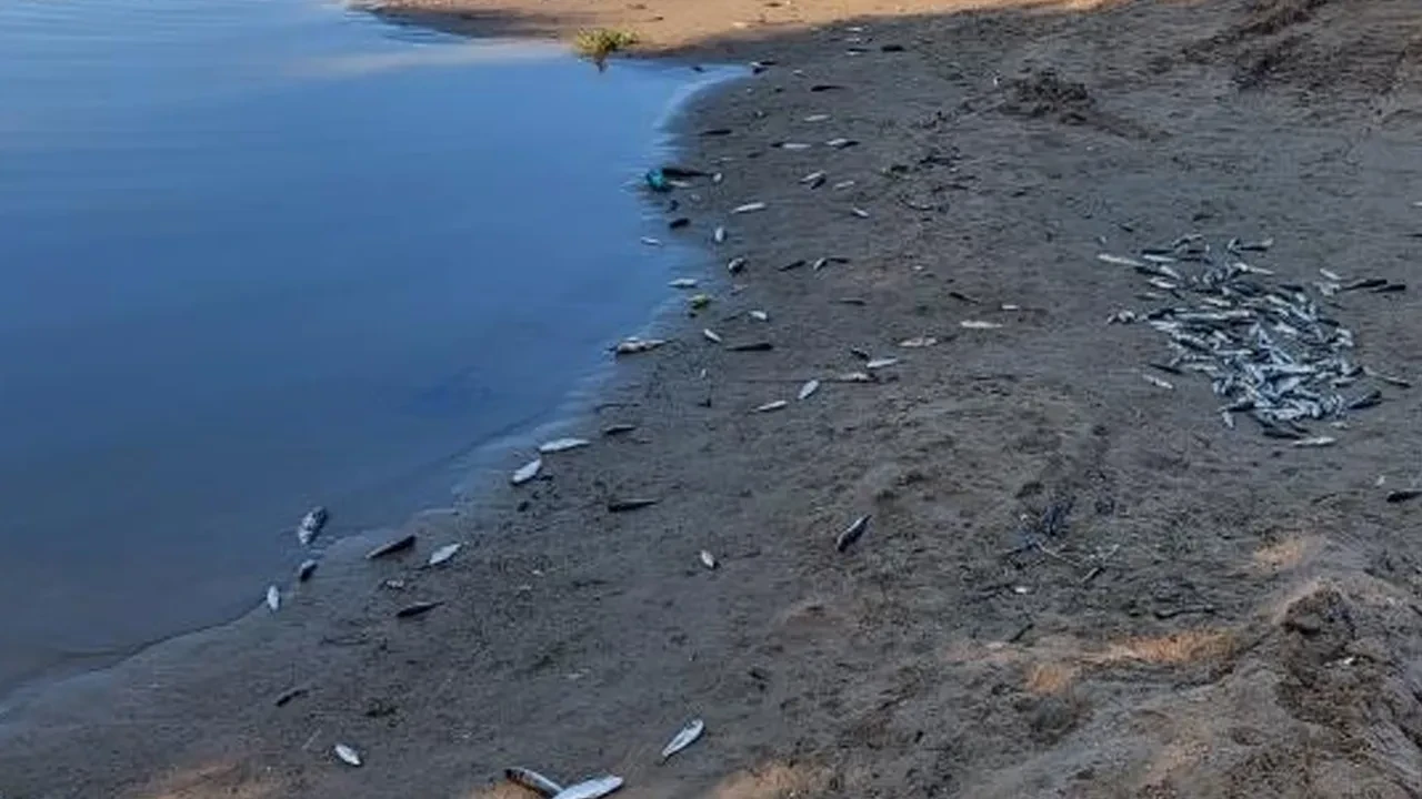 Manavgat’ta balık ölümleri alarm verdi! İncelemeler başlatıldı