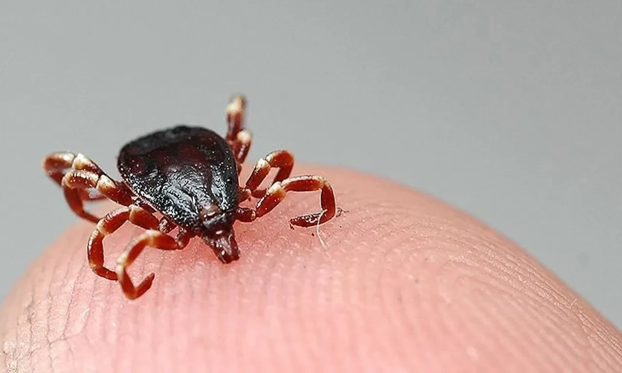 Sivas'ta resmi olarak kene vakası sayısı açıklandı!