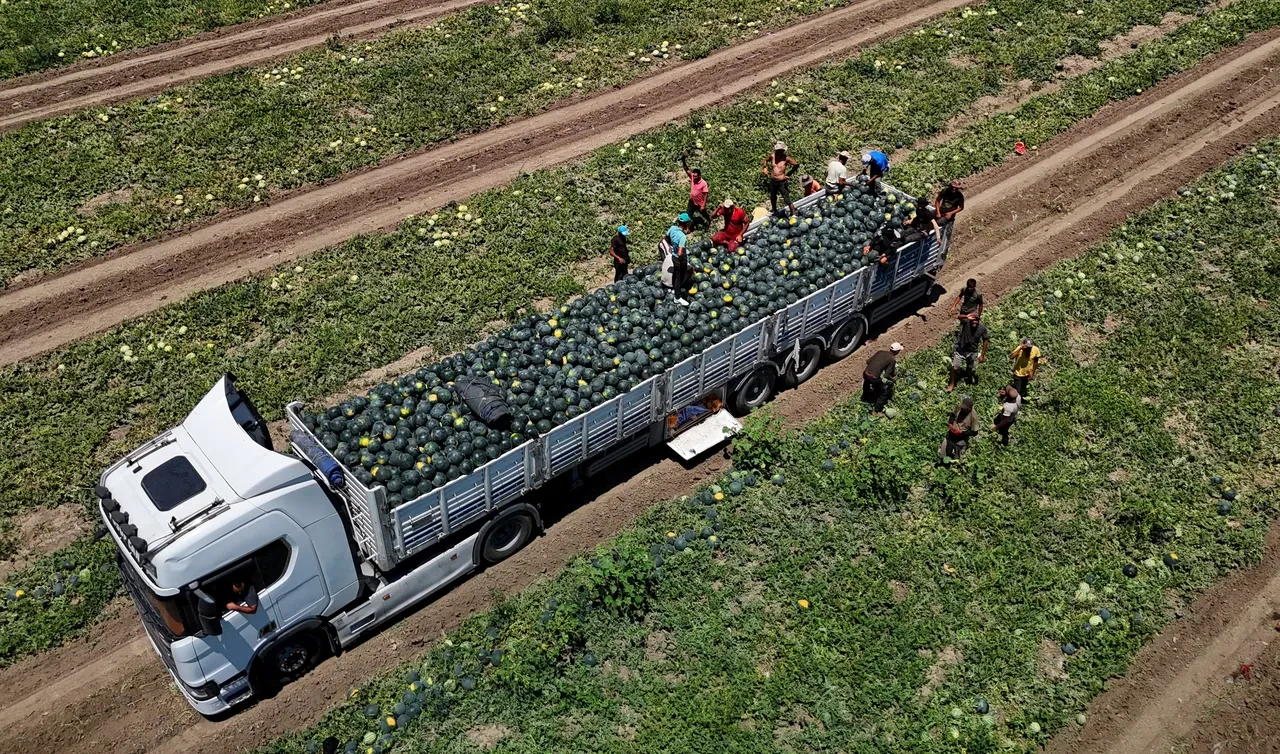 Alırken bir daha düşünün: Kilosu tarlada 2,5 lira, markette 24 lira!