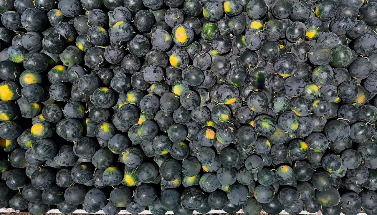 Alırken bir daha düşünün: Kilosu tarlada 2,5 lira, markette 24 lira!