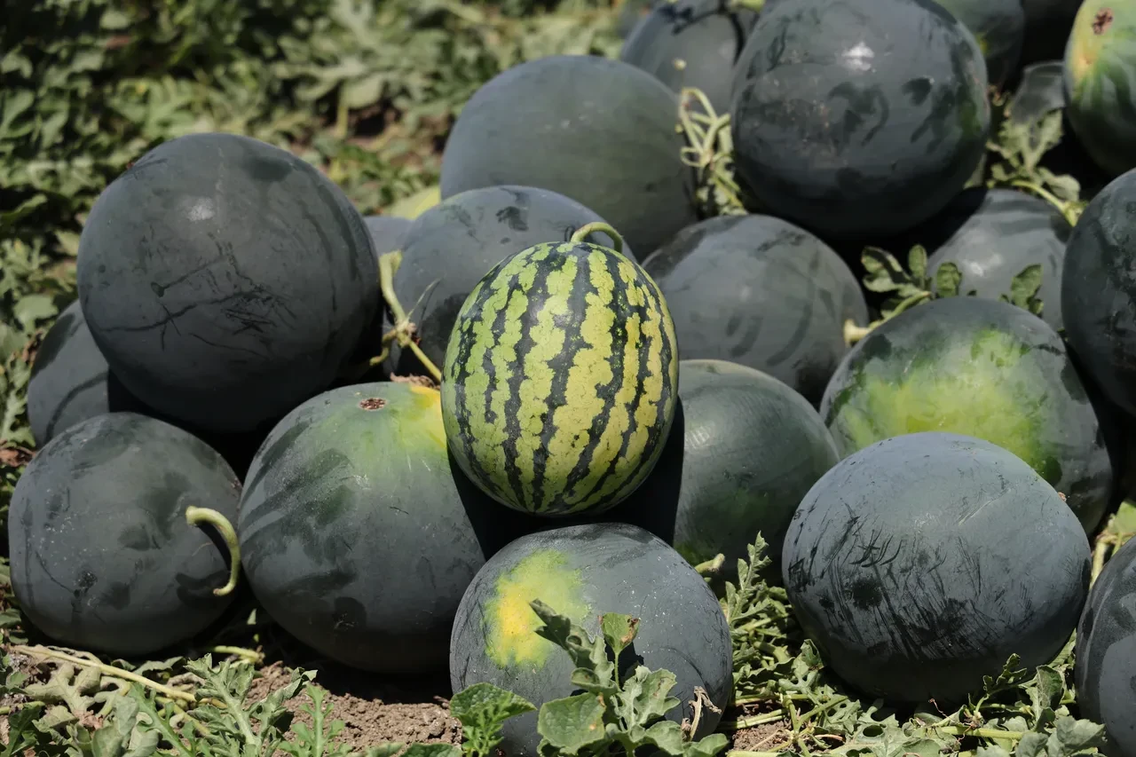 Alırken bir daha düşünün: Kilosu tarlada 2,5 lira, markette 24 lira!