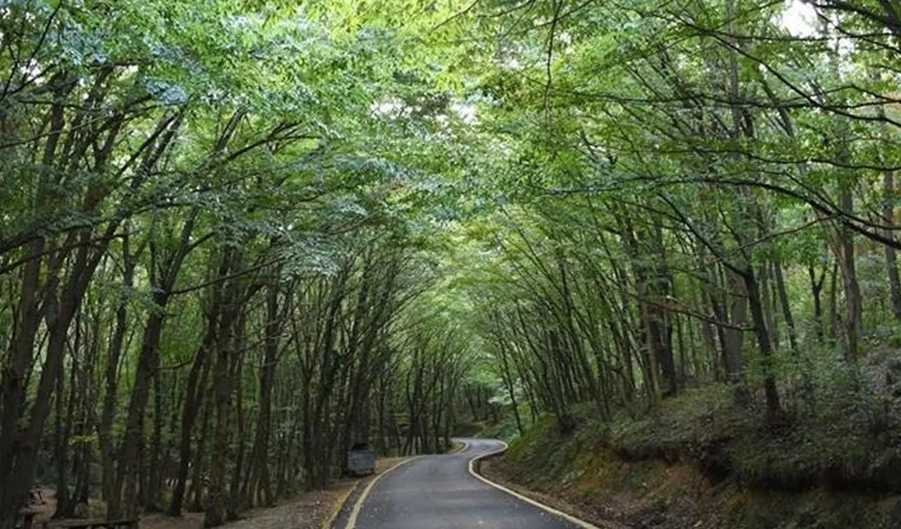 Bir ilde daha ormana girişler yasaklandı