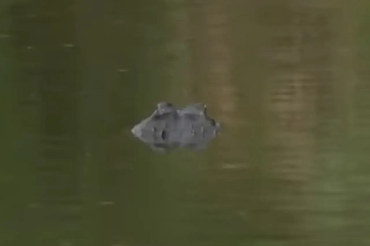 Kanoyu devirdi, ölüm yuvarlamasıyla kadını yuttu! Korkunç timsah saldırısı