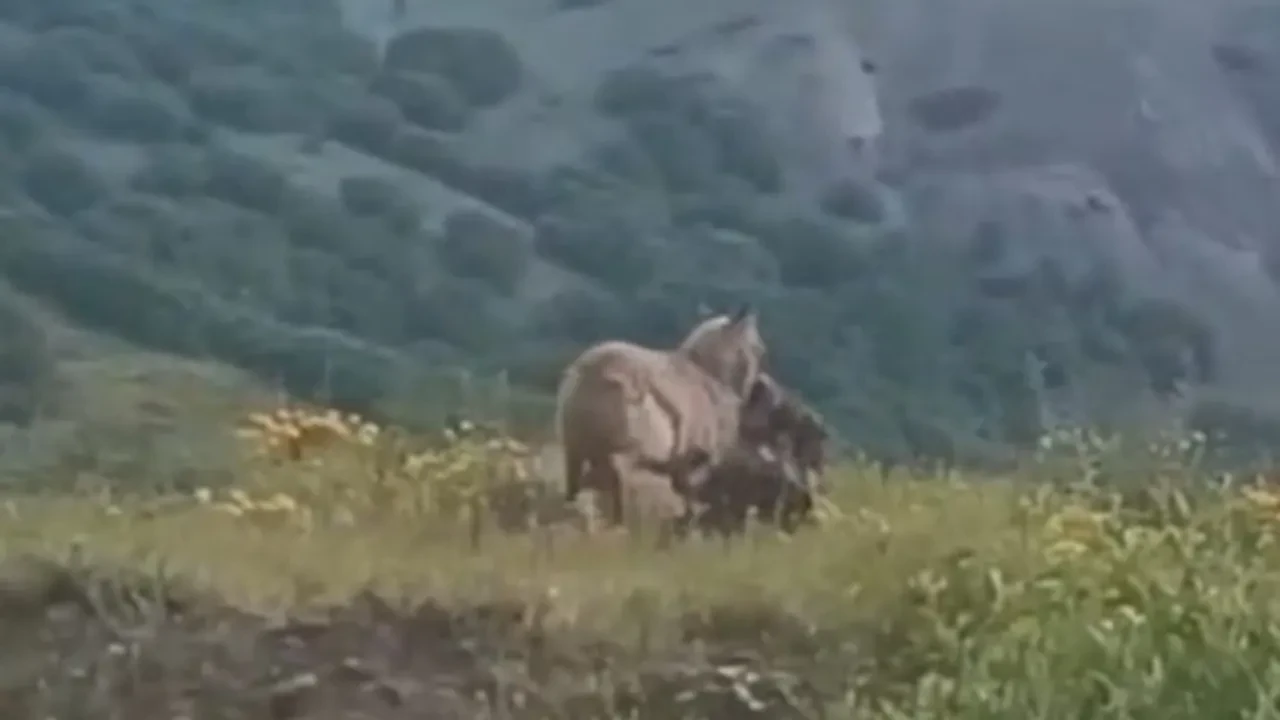 Doğanın 'vahşi' yüzü kamerada! Kurdun yaptığı hareket görenleri şaşırıttı