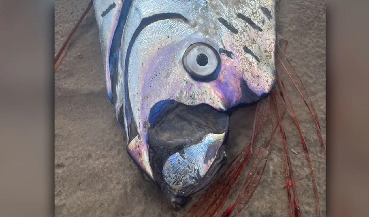 Felaket habercisi yine ortaya çıktı! Metrelerce uzunluktaki kürek balığını görenler hayret etti