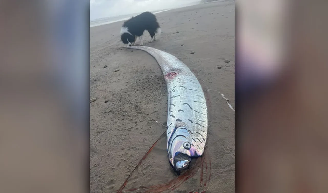 Felaket habercisi yine ortaya çıktı! Metrelerce uzunluktaki kürek balığını görenler hayret etti