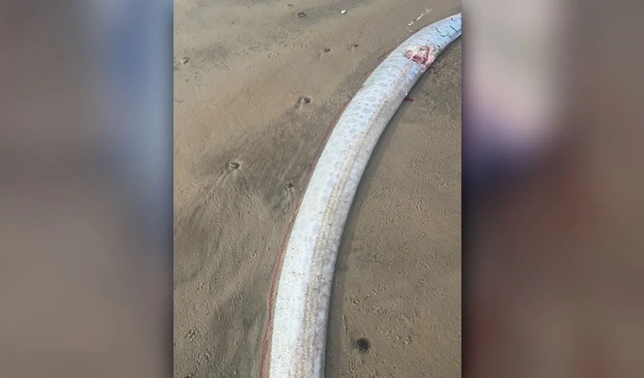 Felaket habercisi yine ortaya çıktı! Metrelerce uzunluktaki kürek balığını görenler hayret etti