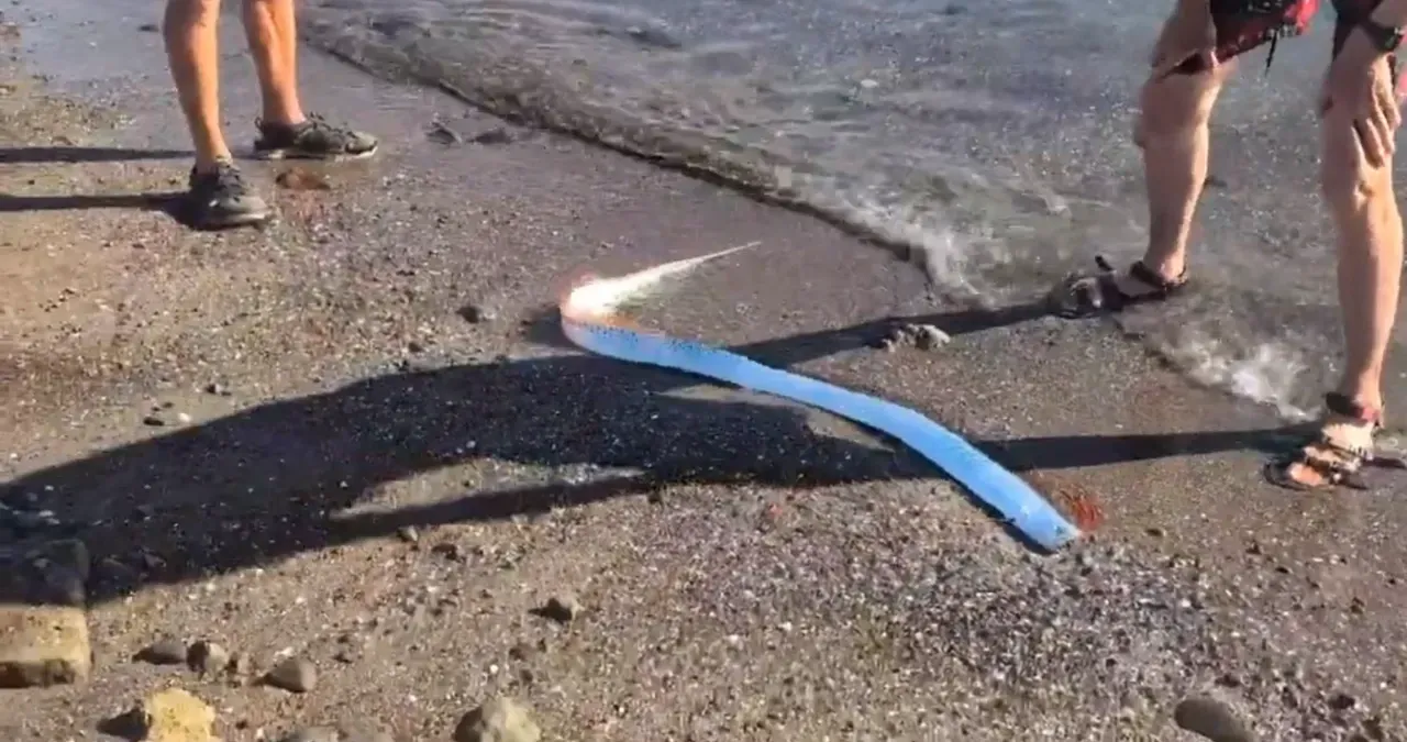Kıyamet balığı olarak biliniyordu, kıyıya vurdu! Sosyal medyada viral oldu