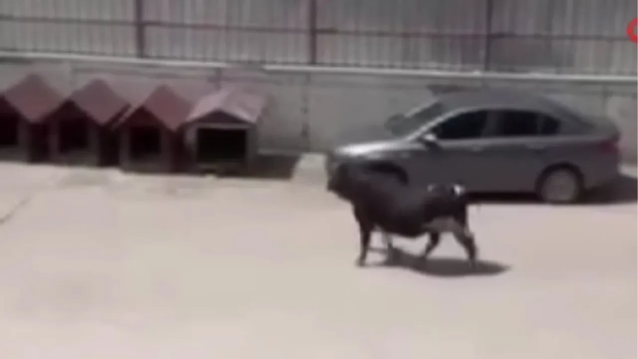 Kurbanlık dana firarda! O anlar kamerada