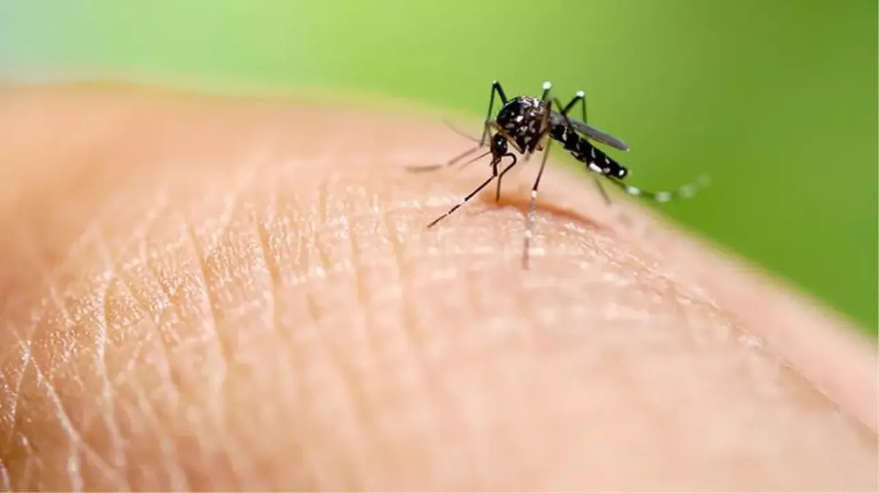 Sivrisineklerin lıkır lıkır içtiği kan grupları belli oldu! Bu kan gruplarının başı belada