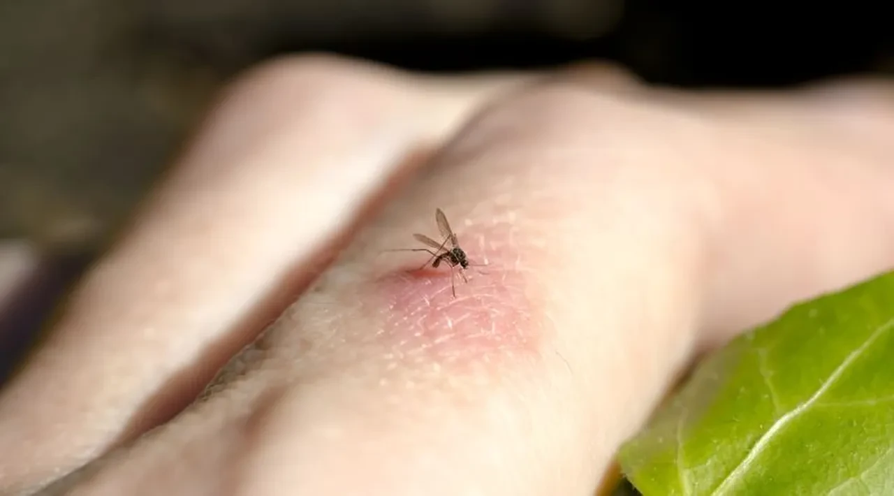 Sivrisineklerin lıkır lıkır içtiği kan grupları belli oldu! Bu kan gruplarının başı belada