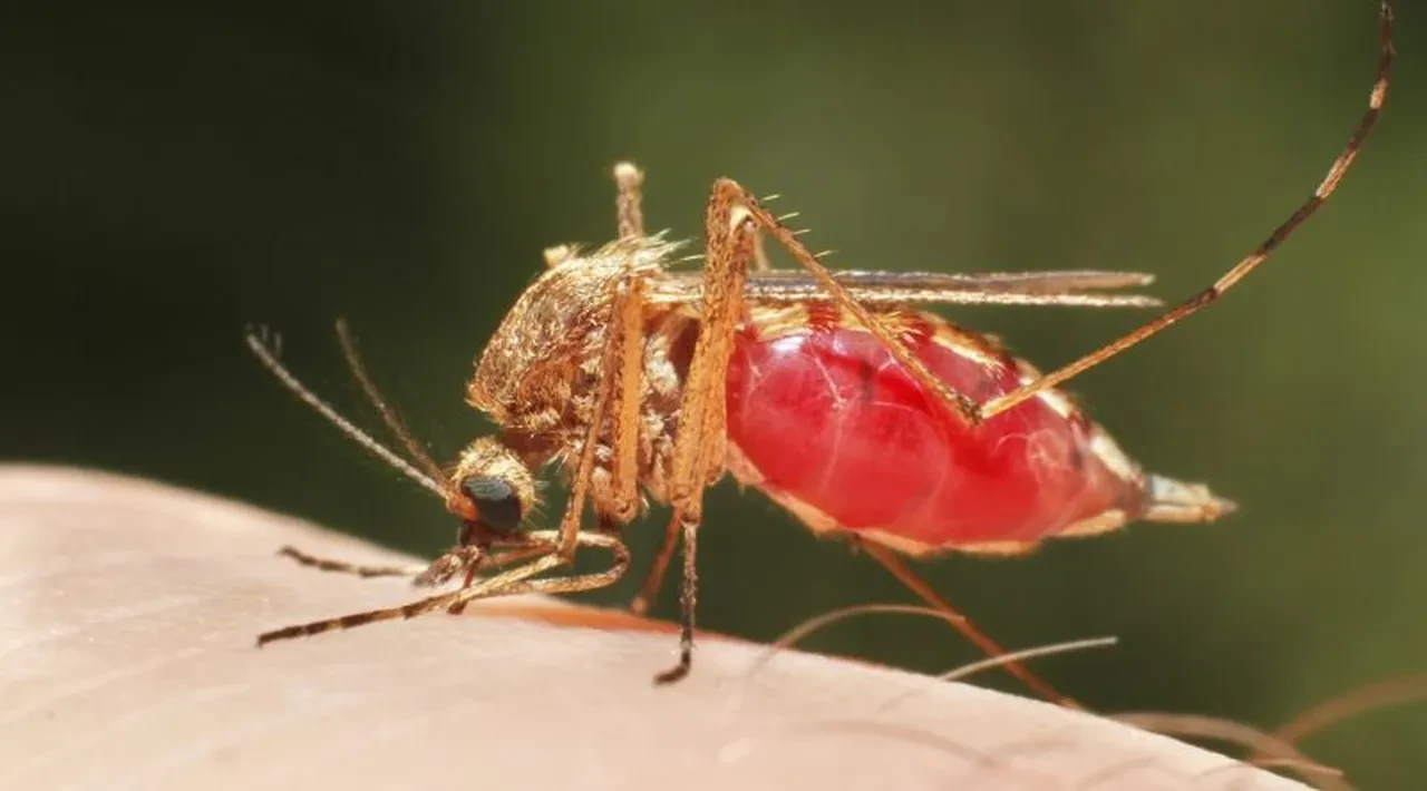 Sivrisineklerin lıkır lıkır içtiği kan grupları belli oldu! Bu kan gruplarının başı belada