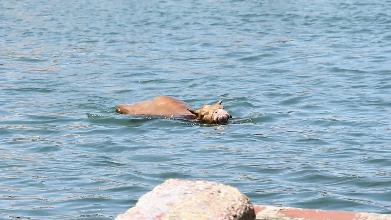Giresun'da kurbanlık denize atladı: Balıkçı kulübesinde yakalandı