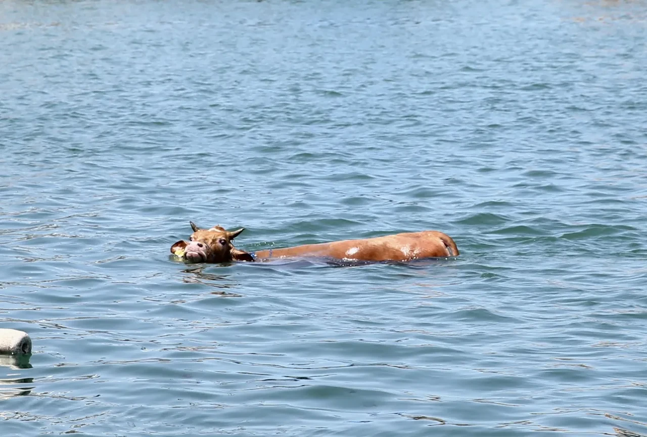 Giresun'da kurbanlık denize atladı: Balıkçı kulübesinde yakalandı