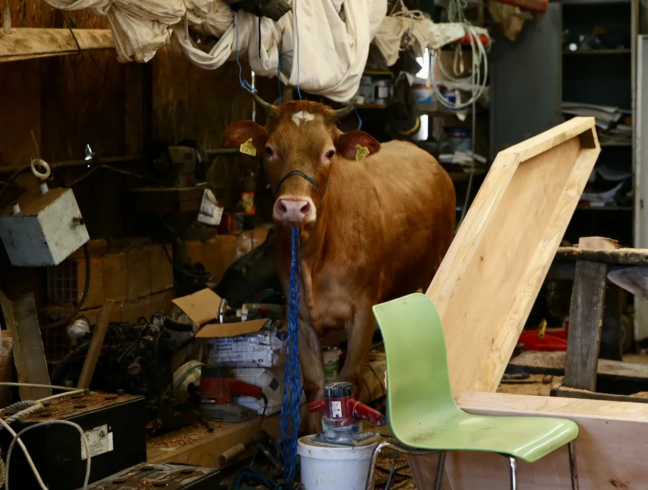 Giresun'da kurbanlık denize atladı: Balıkçı kulübesinde yakalandı