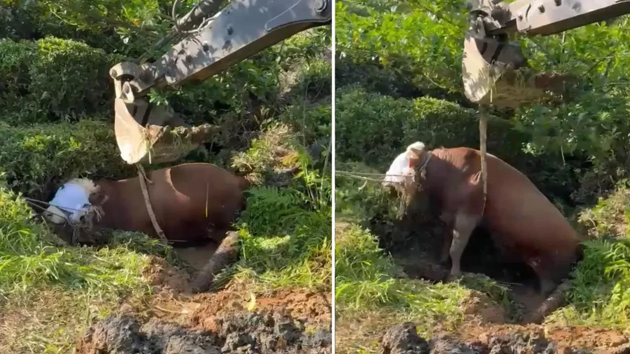 Kaçan kurbanlık çukura düştü! Ekipler seferber oldu