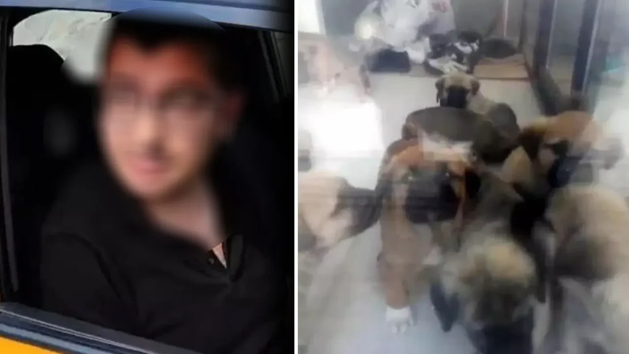 Sapık doktorun köpeklere yaptıkları kan dondurdu!  İstismarda bulunup parçalıyormuş: Dehşete düşüren konuşmalar 