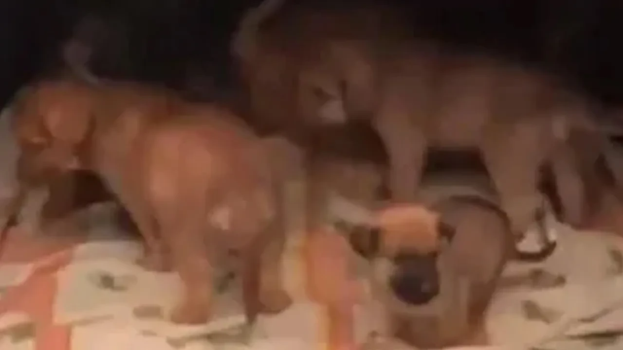 Sapık doktorun köpeklere yaptıkları kan dondurdu!  İstismarda bulunup parçalıyormuş: Dehşete düşüren konuşmalar 