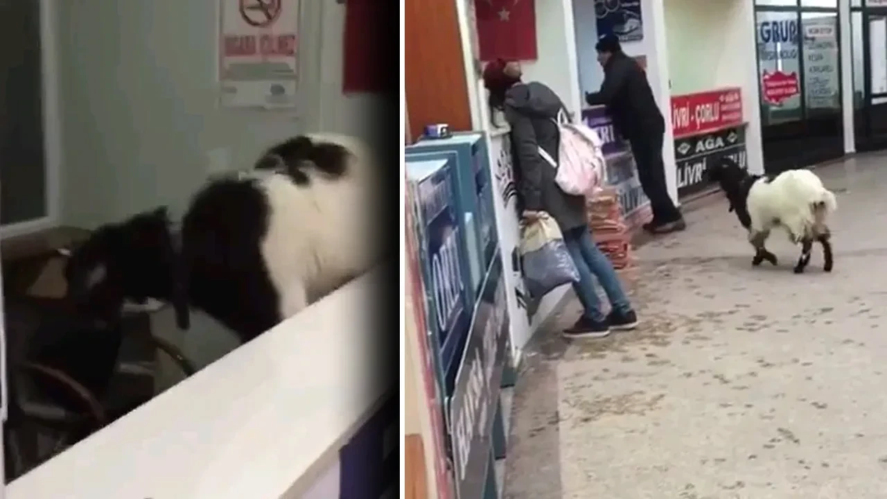Bayramda otogara giren keçi çekmeceden paraları alıp gitti