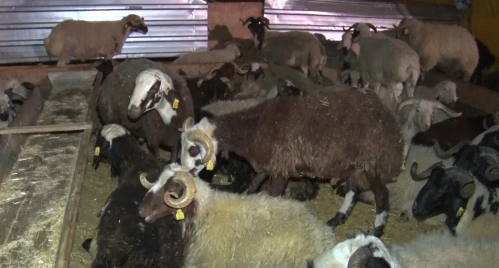 Ankara’da kurban pazarı mesaisi: Gündüz pazarlık, gece çay keyfi