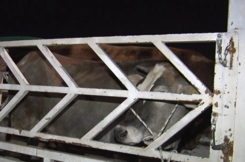 Ankara’da kurban pazarı mesaisi: Gündüz pazarlık, gece çay keyfi