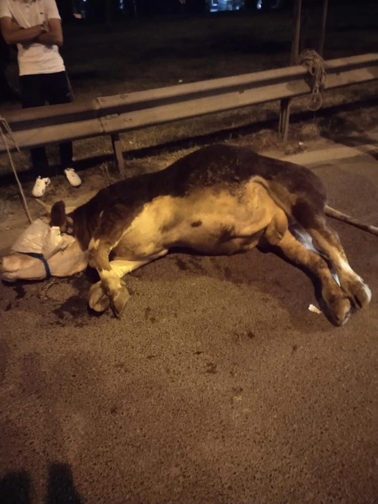 Ümraniye'de kamyonetten atlayan kurbanlık dananın ayağı kırıldı!