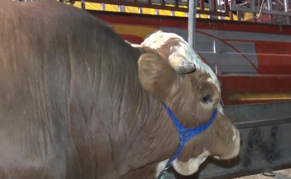 Ankara’da kurban pazarı mesaisi: Gündüz pazarlık, gece çay keyfi