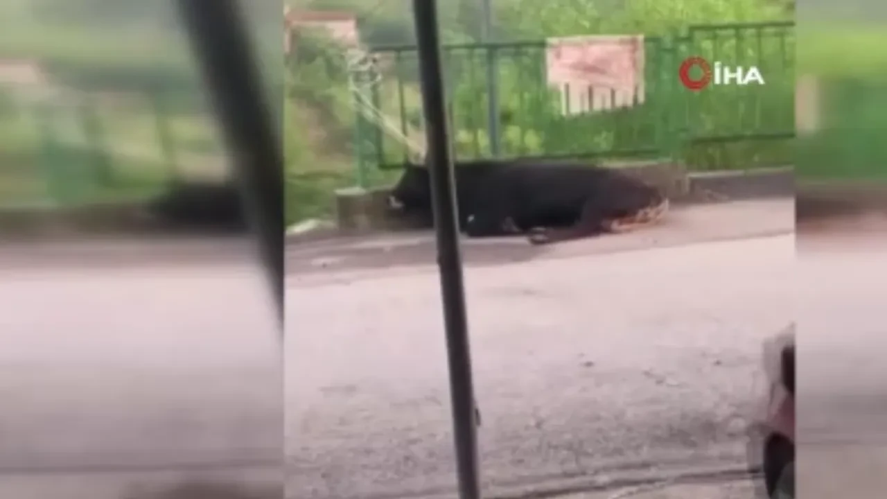 İpini koparan boğa aracı pert etti! 3 metreden otomobilin üstüne uçtu