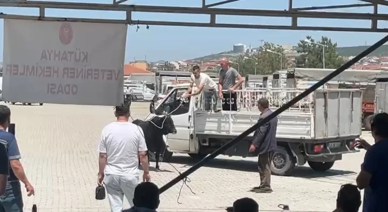 Kaçan kurbanlıklar bu sene de sahiplerini terletti