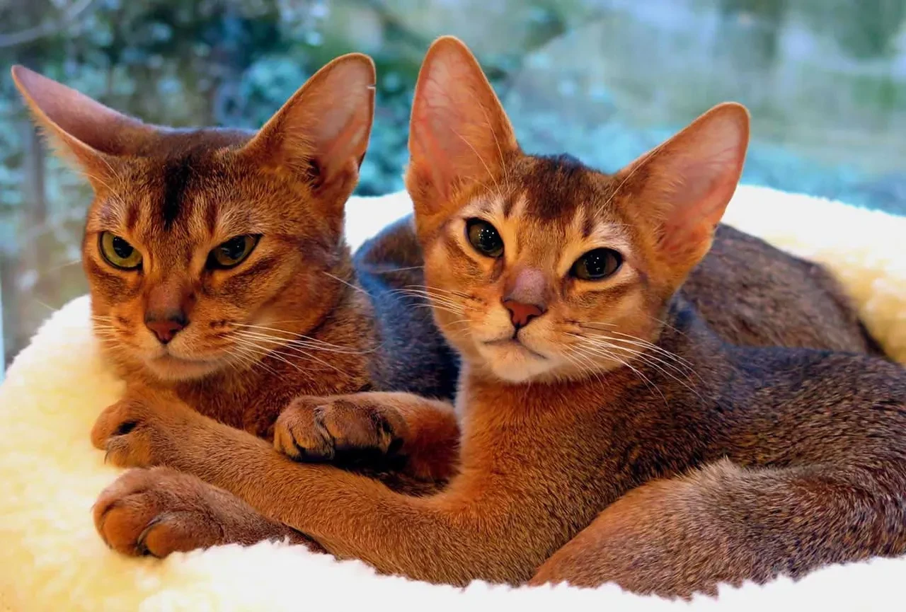 Kedi Türleri, Cinsleri ve Özellikleri: Kedi Türleri ve Çeşitleri Nedir?