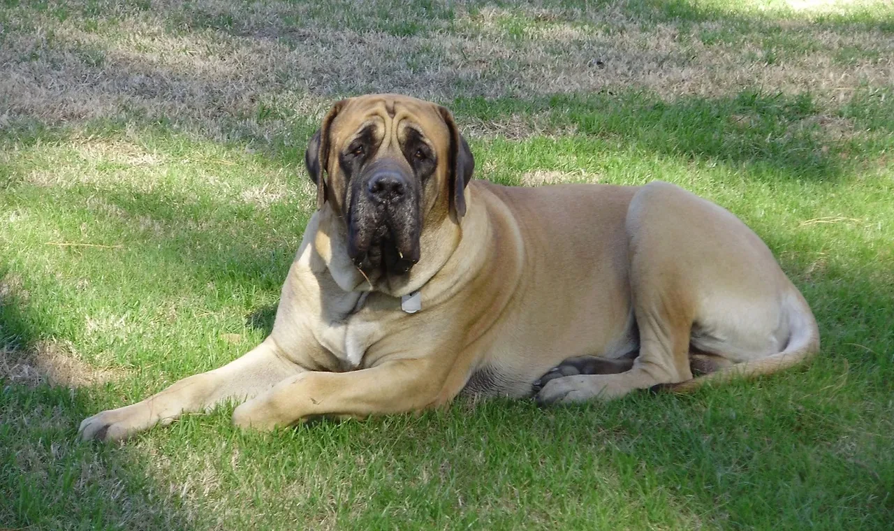 Köpek Türleri, Cinsleri ve Özellikleri: Köpek Türleri ve Çeşitleri Nedir?