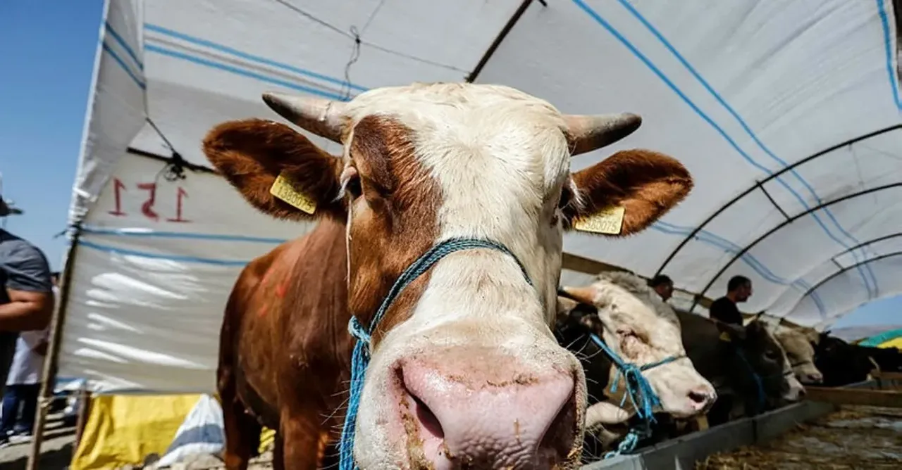 Kurban eti nasıl paylaşılmalı nelere dikkat etmeli?