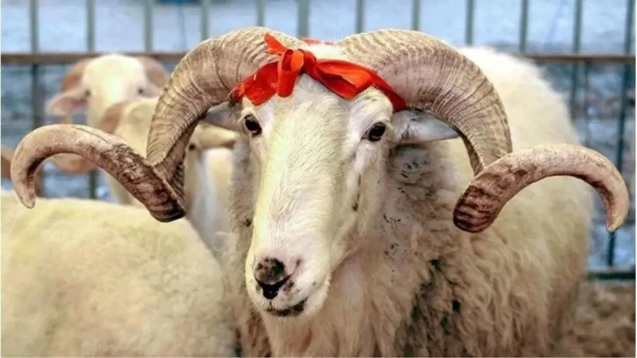 Kurban için vekâlet nasıl verilir? Nelere dikkat etmeli?