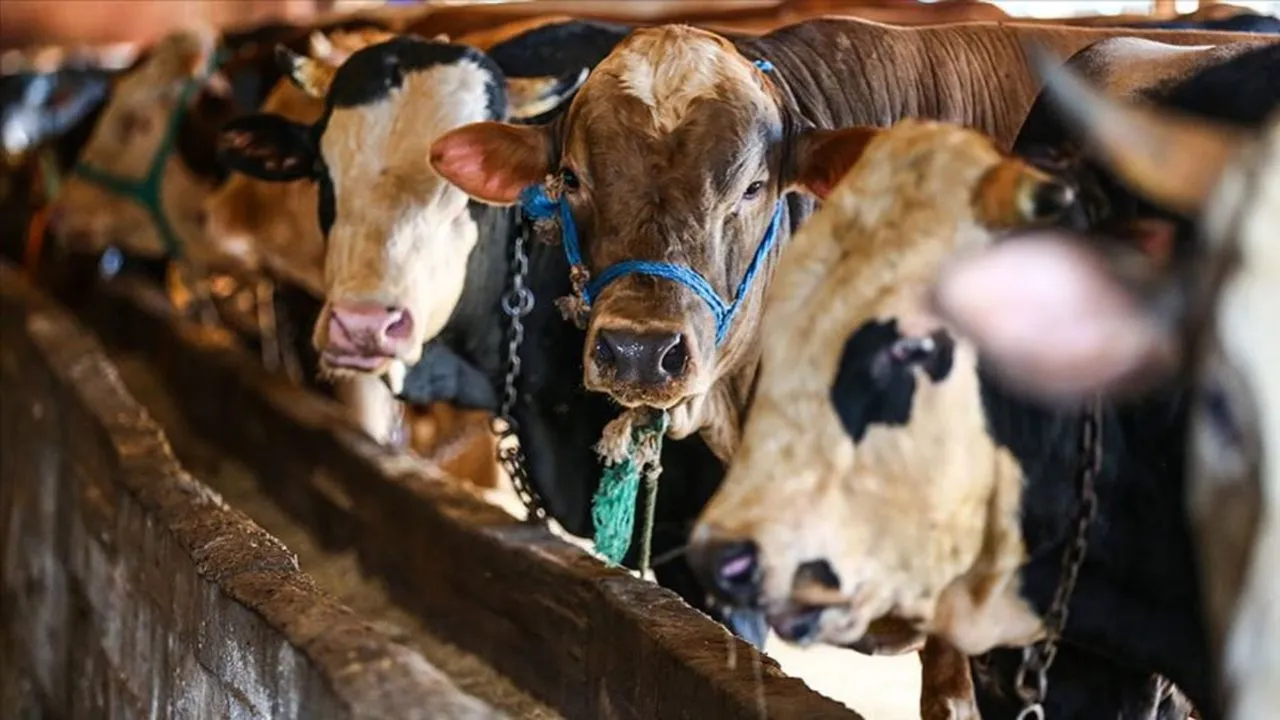 Kurban için vekâlet nasıl verilir? Nelere dikkat etmeli?