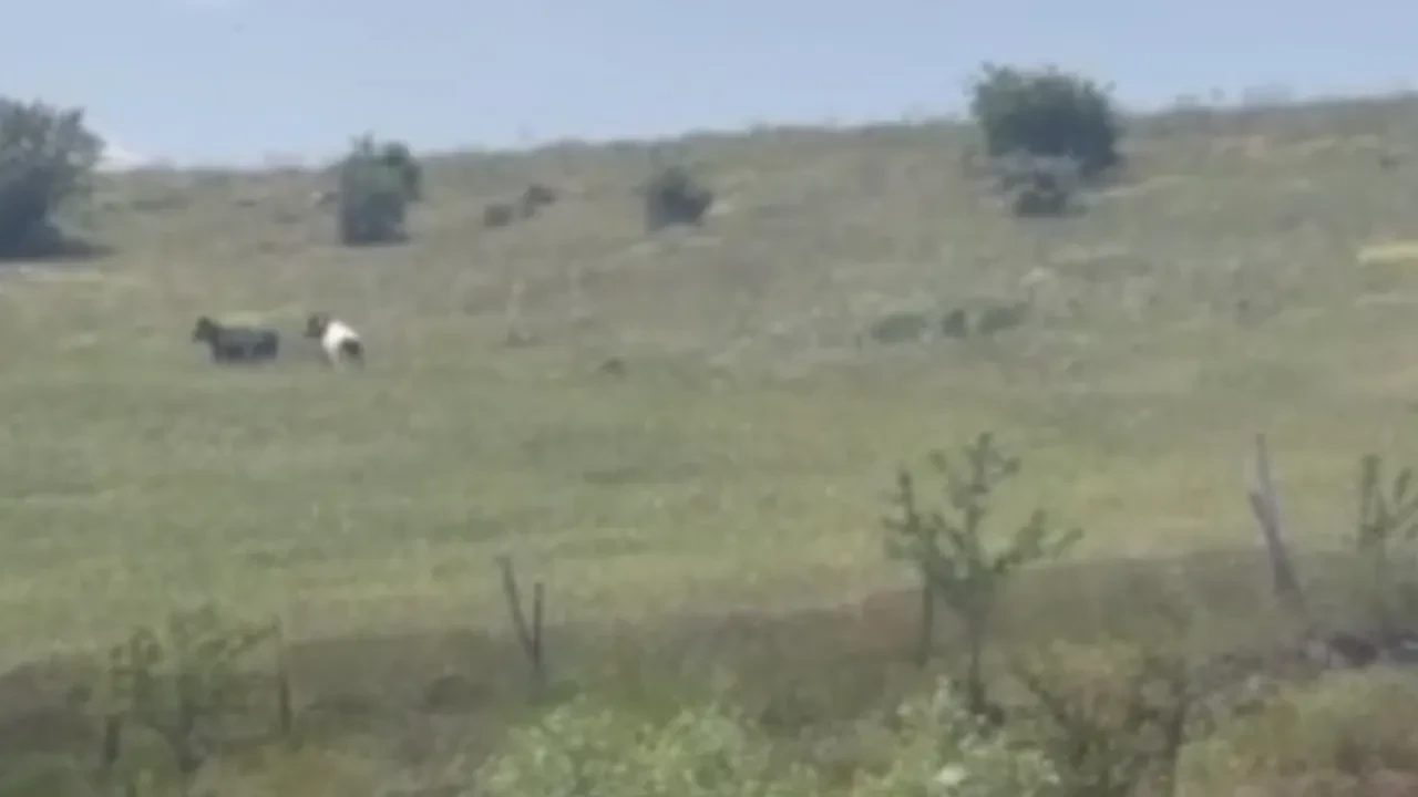 Kurbanlıklar firar edip şehri karıştırdı: Kovalamaca cep telefonunda!