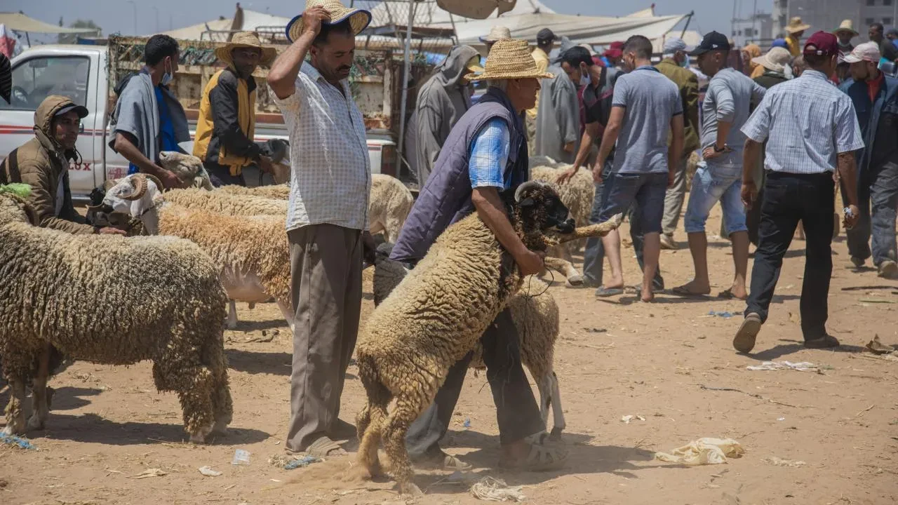 Ülkede buruk bayram! Kurban kesmek yasaklandı: 3 sebebi var