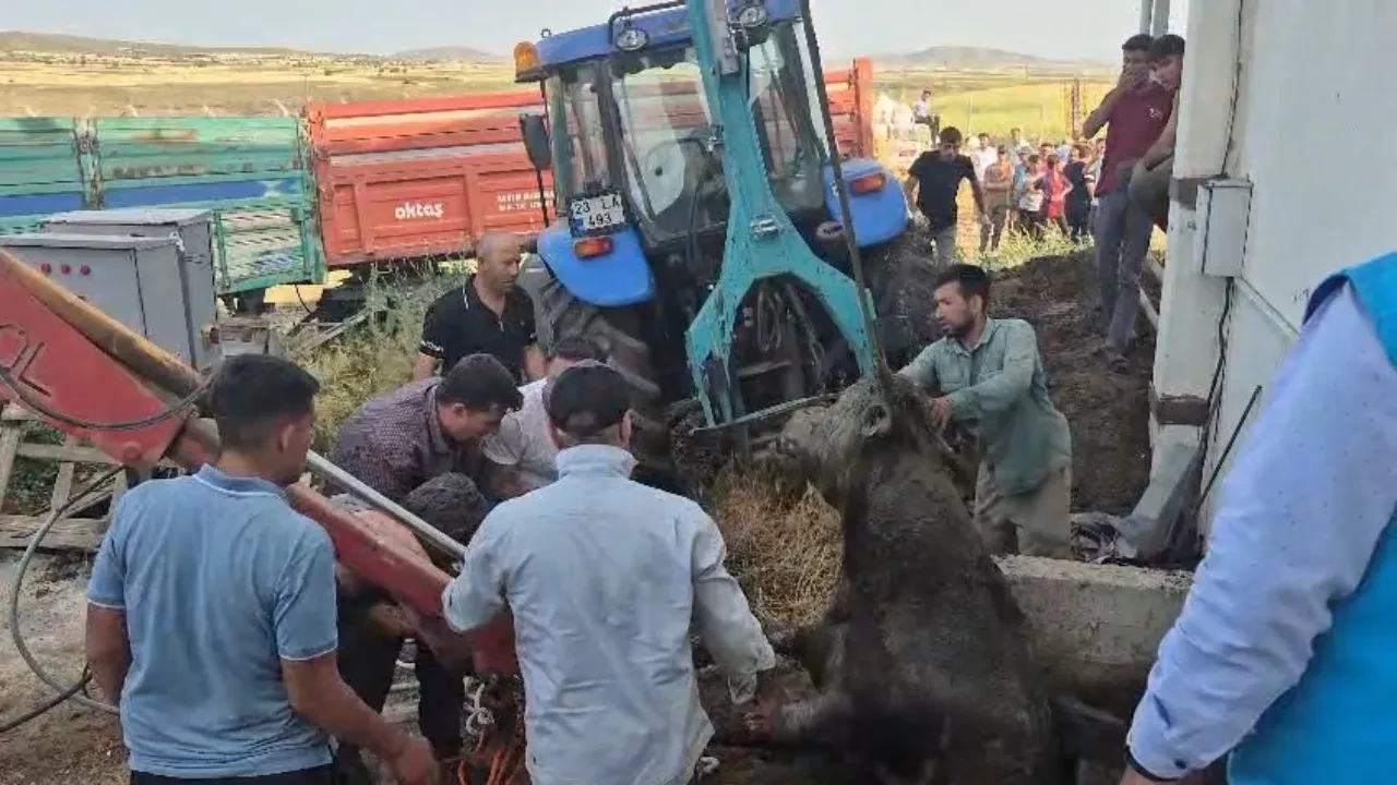 Bağını kopardı, kaçtı, foseptike düştü! Kesilmekten yine de kurtulamadı 